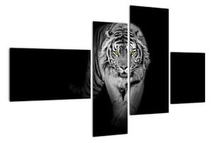 Tygr černobílý, obraz (110x70cm)