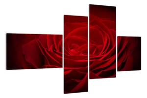 Makro růže - obraz (110x70cm)