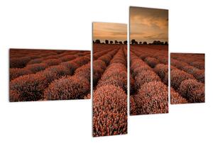 Květinové pole - obraz (110x70cm)