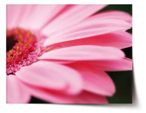 Sablio Plakát Růžová gerbera - 60x40 cm