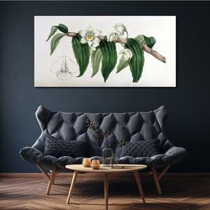 Obraz na plátně Obraz na plátně Kreslení květinové větve orchideje
