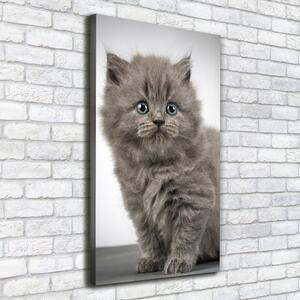 Foto obraz na plátně Šedá a britská kočka pl-oc-50x100-f-66248272