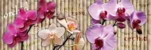 DIMEX | Fototapeta do kuchyně Orchidej KI-180-026 | 180 x 60 cm | fialová, béžová, růžová