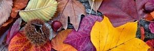 DIMEX | Fototapeta do kuchyně Podzimní listí KI-180-047 | 180 x 60 cm | fialová, žlutá, hnědá