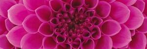 DIMEX | Fototapeta do kuchyně Růžová jiřina KI-180-049 | 180 x 60 cm | růžová