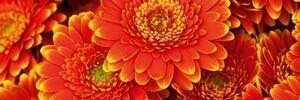 DIMEX | Fototapeta do kuchyně Gerbera KI-180-059 | 180 x 60 cm | červená, oranžová