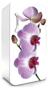 FR-120-024 Fototapeta na lednici Růžová orchidej | 65 x 120 cm