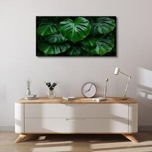 Obraz na plátně Obraz na plátně Moderní listy rostlin