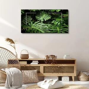 Obraz na plátně Obraz na plátně Listy květinovské rostliny