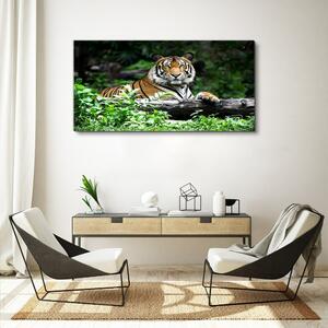 Obraz na plátně Obraz na plátně Lesní zvířecí kočka tygr