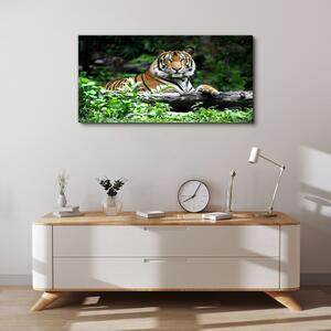 Obraz na plátně Obraz na plátně Lesní zvířecí kočka tygr