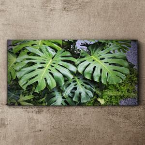 Obraz na plátně Obraz na plátně Botanické listy rostlin