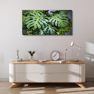 Obraz na plátně Obraz na plátně Botanické listy rostlin