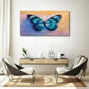 Obraz na plátně Obraz na plátně Butterfly hmyz barevný