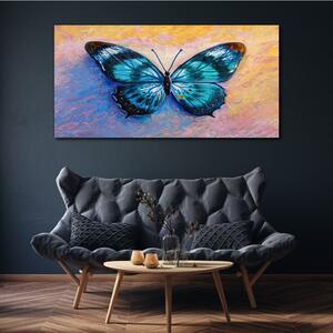 Obraz na plátně Obraz na plátně Butterfly hmyz barevný