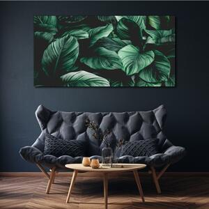 Obraz na plátně Obraz na plátně Listy rostlin květin