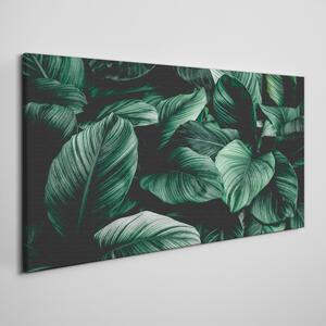 Obraz na plátně Obraz na plátně Listy rostlin květin