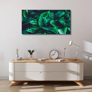 Obraz na plátně Obraz na plátně Květinové listy rostlin