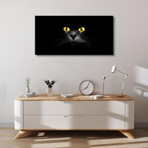 Obraz na plátně Obraz na plátně Zvířata kočky oči