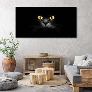 Obraz na plátně Obraz na plátně Zvířata kočky oči