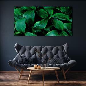 Obraz na plátně Obraz na plátně Květinové listy rostlin