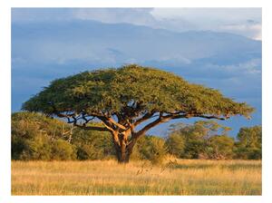 Fototapeta - Africká akácie, národní park Hwange, Zimbabwe 200x154