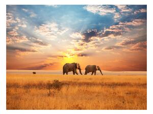Fototapeta - Afričtí sloni v savaně 250x193 + zdarma lepidlo