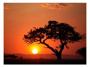 Fototapeta - Afrika: západ slunce 250x193 + zdarma lepidlo