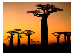 Fototapeta - Africký Baobab 300x231 + zdarma lepidlo