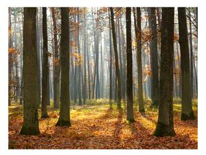 Fototapeta - Podzimní stromy II 200x154 + zdarma lepidlo