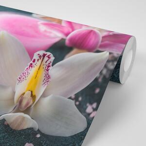 Fototapeta nádherná detailní orchidej