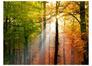 Fototapeta - Krásný podzim 250x193 + zdarma lepidlo