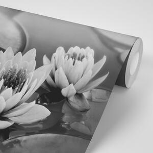 Fototapeta černobílý lotosový květ v jezeře