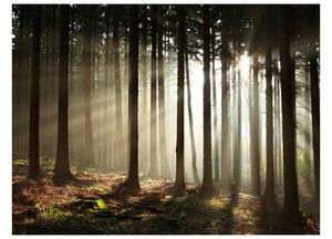 Fototapeta - Jehličnatý les 200x154 + zdarma lepidlo