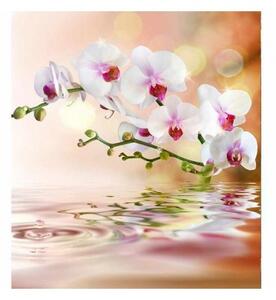 Fototapeta - Bílá orchidej X 225x250 + zdarma lepidlo