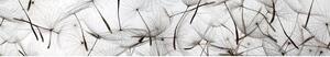 DIMEX | Fototapeta do kuchyně Chmýří pampelišek KI-350-050 | 350 x 60 cm | bílá, hnědá