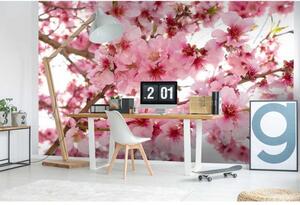 DIMEX | Vliesové fototapety na zeď Květy jabloní MS-5-0108 | 375 x 250 cm| růžová, bílá, béžová