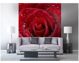 Fototapeta - Červená růže 375x250 + zdarma lepidlo