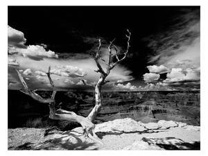 Fototapeta - Strom v Grand Canyonu 200x154 + zdarma lepidlo