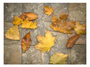 Fototapeta - Podzim na dlažbě 250x193 + zdarma lepidlo