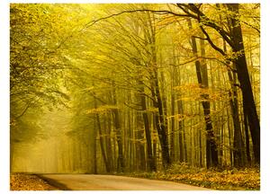 Fototapeta - Silnice v podzimním lese 200x154 + zdarma lepidlo