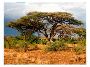 Fototapeta - Národní rezervace Samburu, Keňa 250x193 + zdarma lepidlo