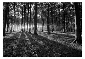 Samolepící fototapeta - Světlo v lese 98x70