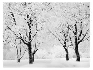 Fototapeta - Stromy - zimní krajina 200x154 + zdarma lepidlo