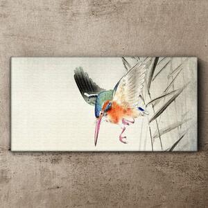 Obraz na plátně Obraz na plátně Zvířecí pták ohara kowon