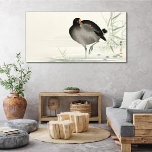 Obraz na plátně Obraz na plátně Zvířecí pták voda