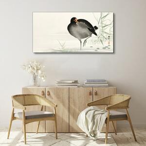 Obraz na plátně Obraz na plátně Zvířecí pták voda