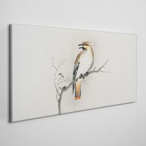 Obraz na plátně Obraz na plátně Pobočky zvířat ptáků