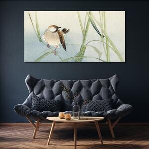 Obraz na plátně Obraz na plátně Zvířecí pták vrabec