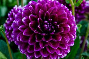 Fototapeta nádherný fialový květ
